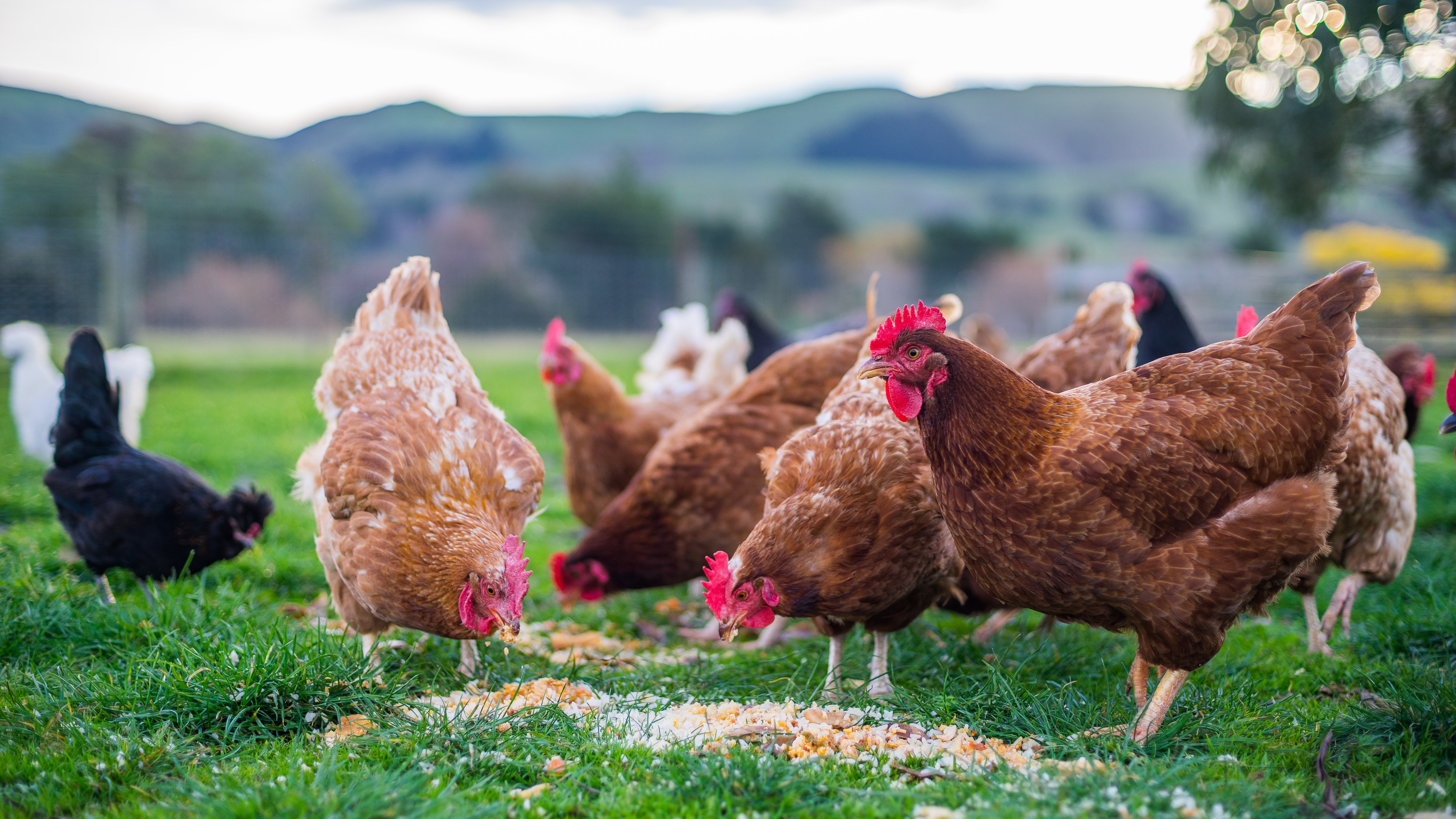 Hens
